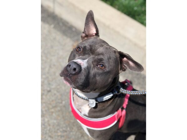 Pit Bull Mix DOG Female Gray and White 2935 Petland Norwin, PA