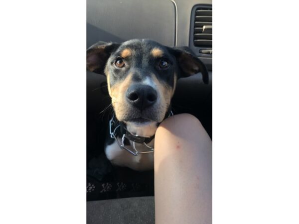 Lab Mix-DOG-Male-Black and Tan-1168-Petland Norwin, PA