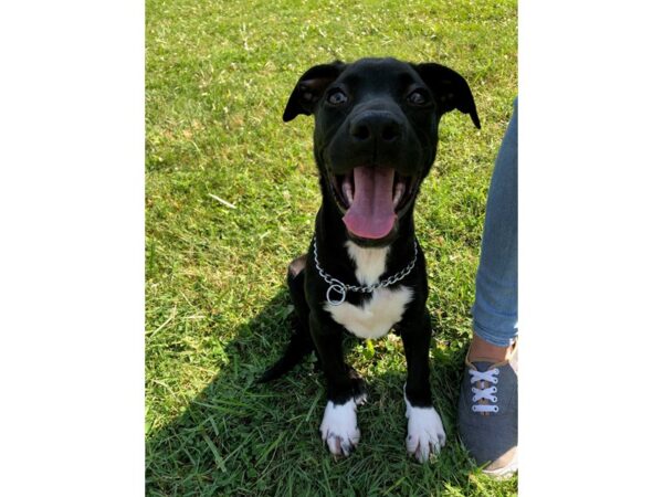 Lab Mix DOG Male Black and White 1444 Petland Norwin, PA