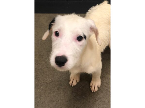 American Bulldog mix DOG Female White and Black 1684 Petland Norwin, PA