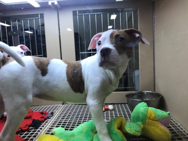 Labrador Mix-DOG-Female-White and Brown-1916-Petland Norwin, PA