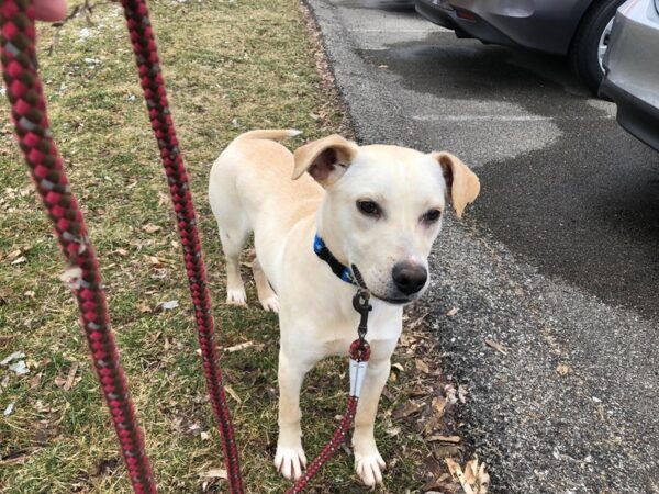 Labrador Retriever Mix DOG Female Blonde 1996 Petland Norwin, PA