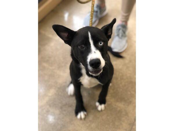 Husky Mix DOG Male Black/White 2012 Petland Norwin, PA