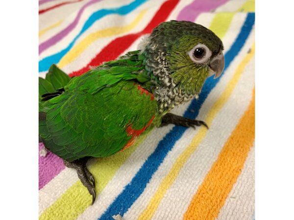 Black Capped Conure BIRD Male 2107 Petland Norwin, PA