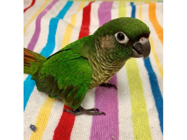 MAROON BELLIED CONURE BIRD Male 2108 Petland Norwin, PA