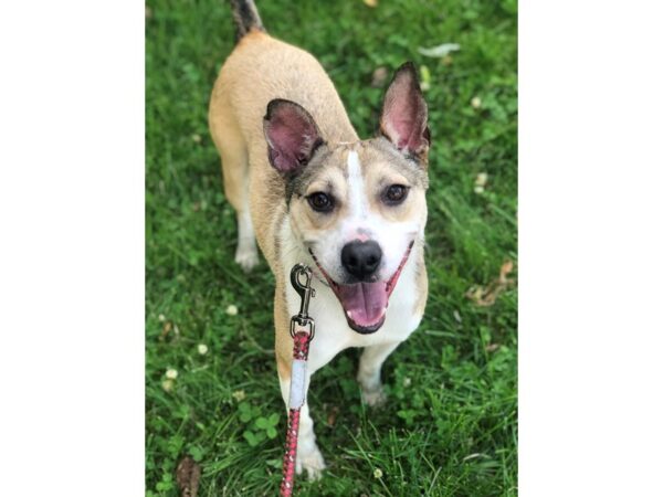 shepherd mix DOG Male Brown and white 2162 Petland Norwin, PA