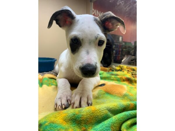 Hound Mix DOG Male Black and White 2182 Petland Norwin, PA