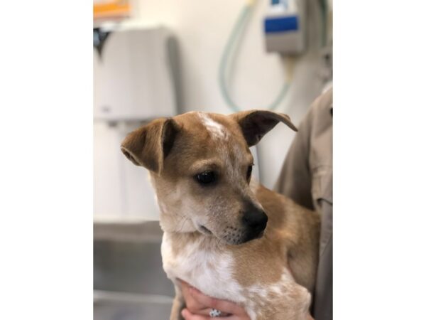 Labrador Retriever Mix DOG Male Tan and White 2185 Petland Norwin, PA