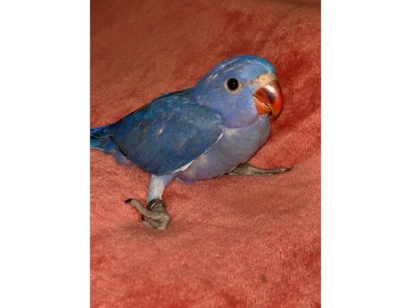 Violet Indian Ringneck-BIRD-Male--2190-Petland Norwin, PA