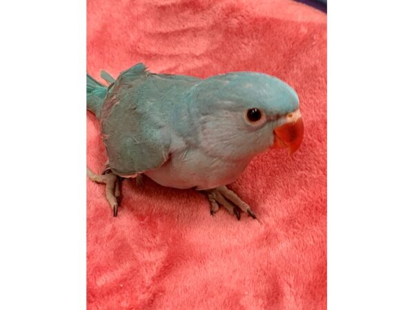 Blue Indian Ringneck-DOG-Male--2191-Petland Norwin, PA