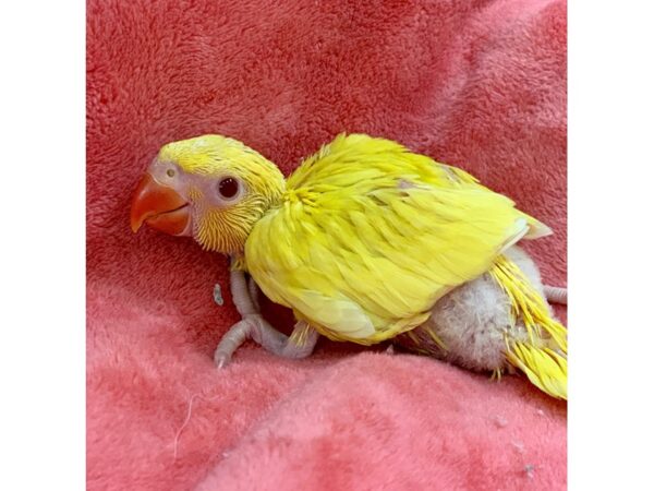 Lutino Indian Ringneck BIRD Male 2193 Petland Norwin, PA