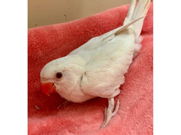 Albino Indian Ringneck BIRD Male 2194 Petland Norwin, PA