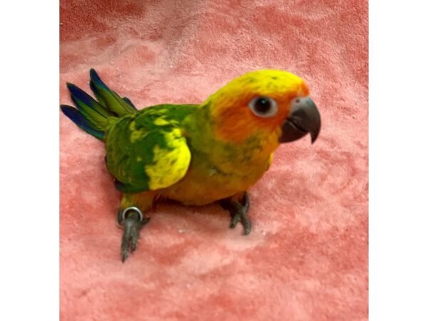 Sun Conure BIRD Male 2195 Petland Norwin, PA