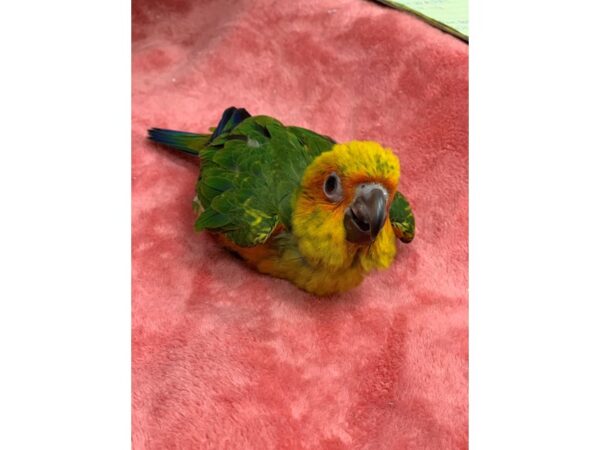 Sun Conure BIRD Male 2196 Petland Norwin, PA