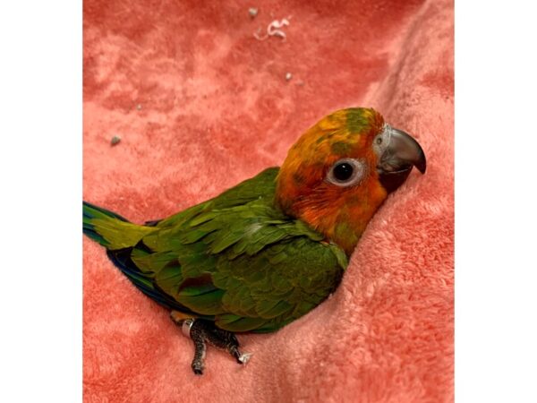 Sun Conure-BIRD-Male--2199-Petland Norwin, PA