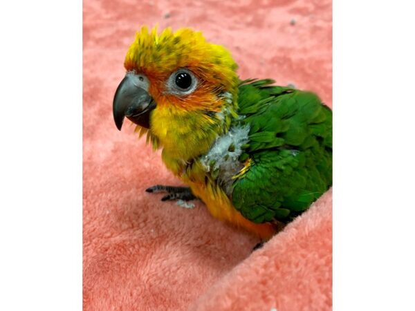 Sun Conure BIRD Male 2200 Petland Norwin, PA