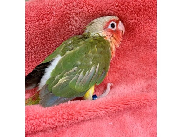 Pineapple Greencheek Conure- high red-BIRD-Male--2204-Petland Norwin, PA