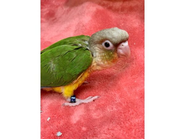 Pineapple Conure BIRD Male 2205 Petland Norwin, PA