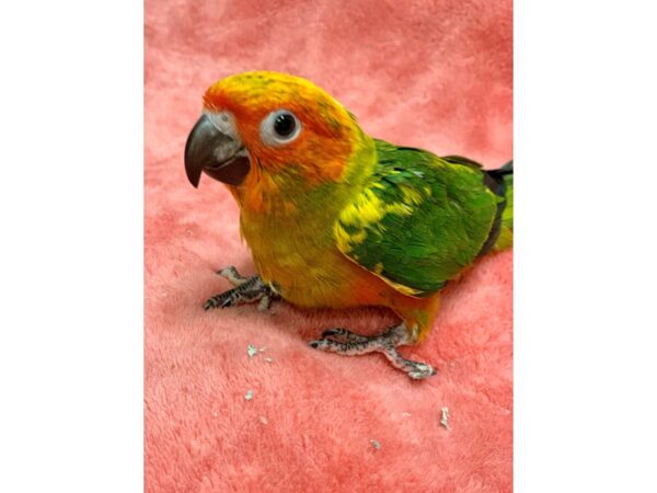 Sun Conure BIRD Male 2198 Petland Norwin, PA