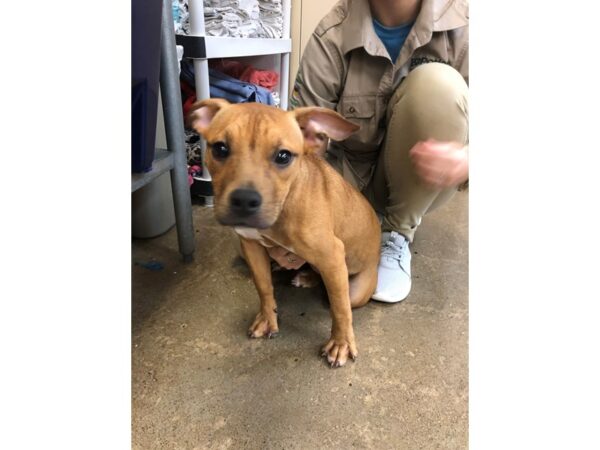 Boxer Mix-DOG-Female-Brown and White-2187-Petland Norwin, PA