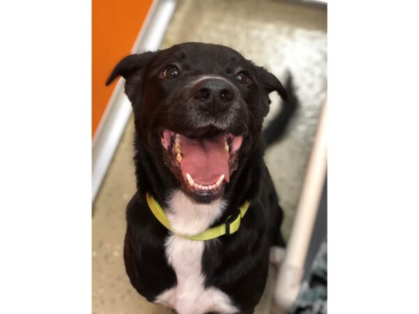 Labrador Mix DOG Male Black and White 2188 Petland Norwin, PA