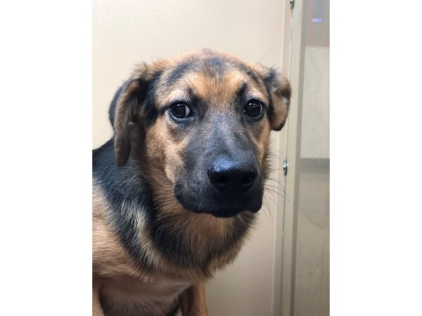 German Shepherd Mix DOG Female Black and Tan 2179 Petland Norwin, PA