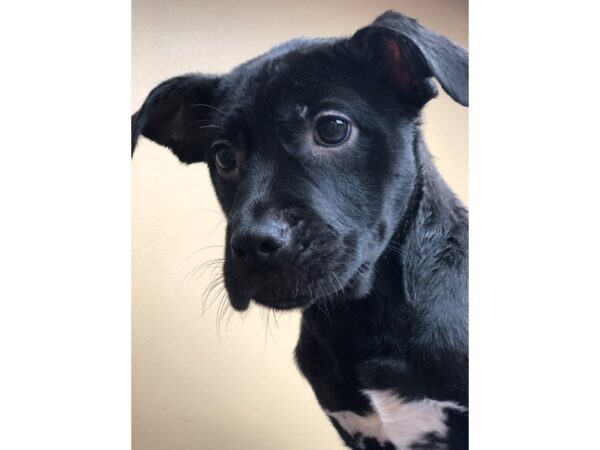 Boxer Mix-DOG-Female-Brown and White-2177-Petland Norwin, PA