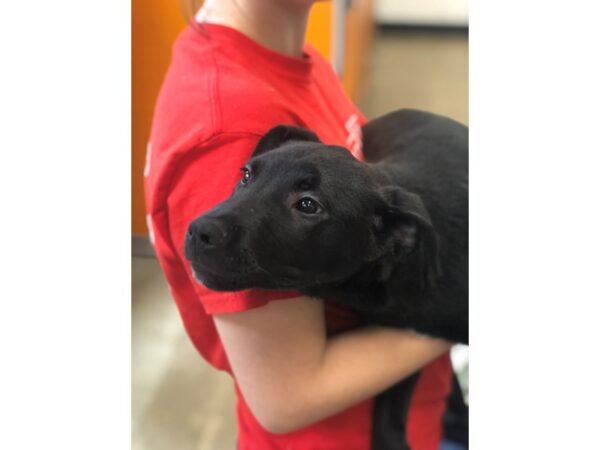 Hound Mix-DOG-Male-Black and White-2180-Petland Norwin, PA