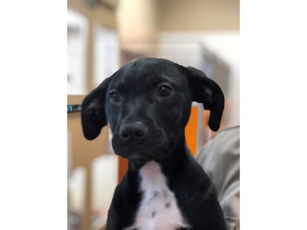 Hound Mix DOG Female Black 2183 Petland Norwin, PA