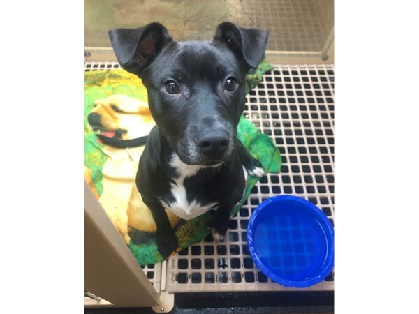 Labrador Mix DOG Male Black 2170 Petland Norwin, PA