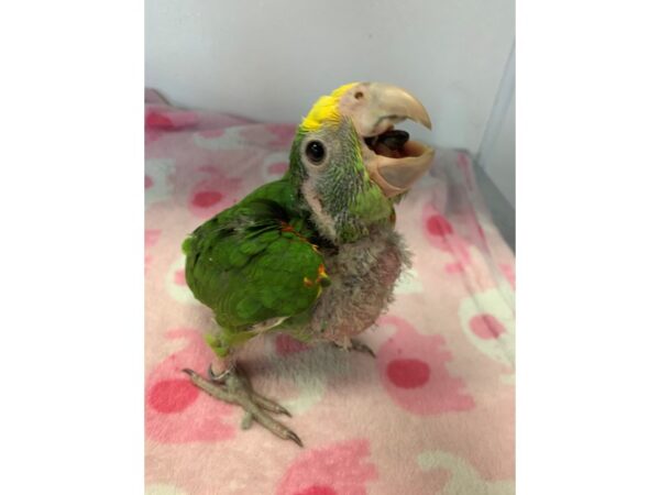 Double Yellow Headed Amazon-BIRD-Male--2212-Petland Norwin, PA