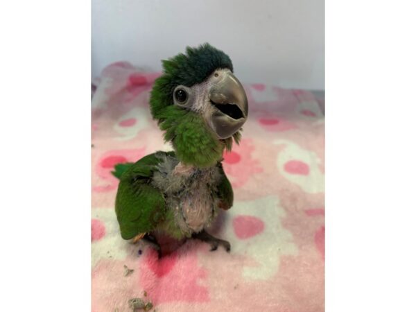 -----Petland Norwin, PA
