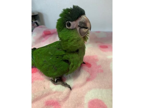 -----Petland Norwin, PA