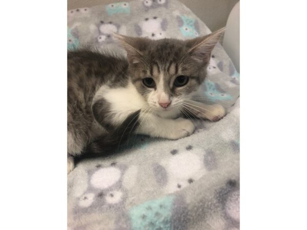 Domestic Short Hair CAT Female 2215 Petland Norwin, PA