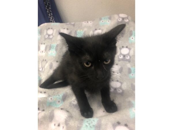 Domestic Short Hair CAT Female 2217 Petland Norwin, PA