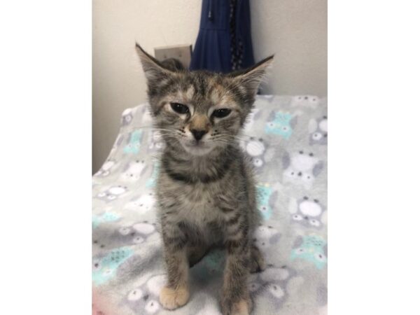 Domestic Short Hair CAT Female 2218 Petland Norwin, PA