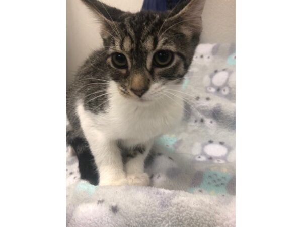 Domestic Short Hair CAT Female 2220 Petland Norwin, PA