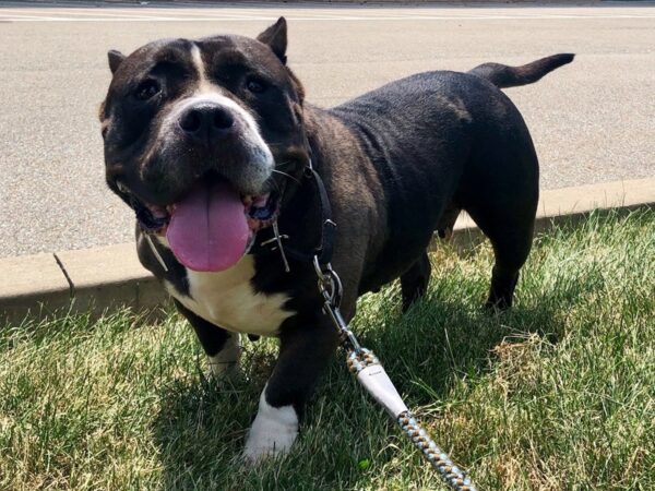 Pit Bull DOG Female Black 2221 Petland Norwin, PA