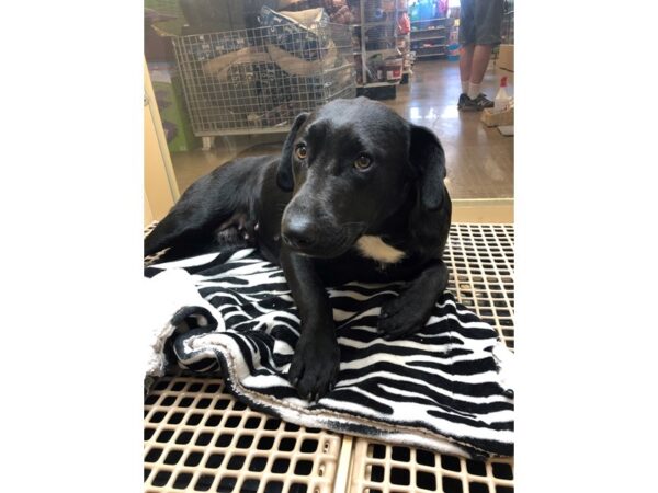 Lab Mix DOG Female Black 1746 Petland Norwin, PA