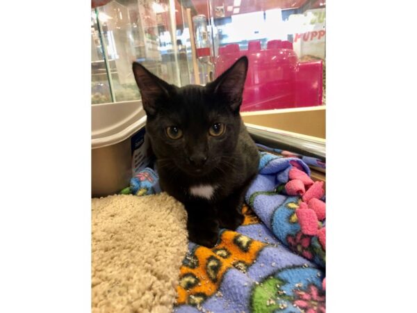 Domestic Short Hair CAT Male black 2225 Petland Norwin, PA