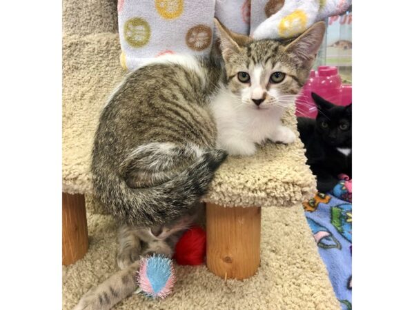 Domestic Short Hair CAT Male brown tabby 2224 Petland Norwin, PA