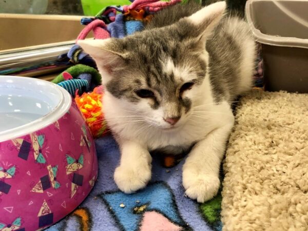 Domestic Short Hair CAT Female gray and white tabby 2223 Petland Norwin, PA