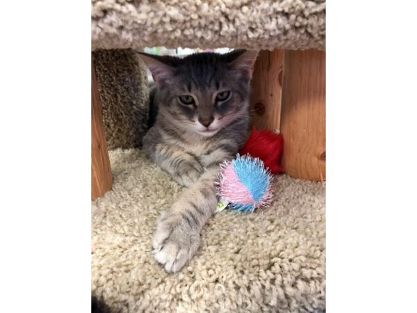 Domestic Short Hair CAT Male gray & tan striped 2222 Petland Norwin, PA