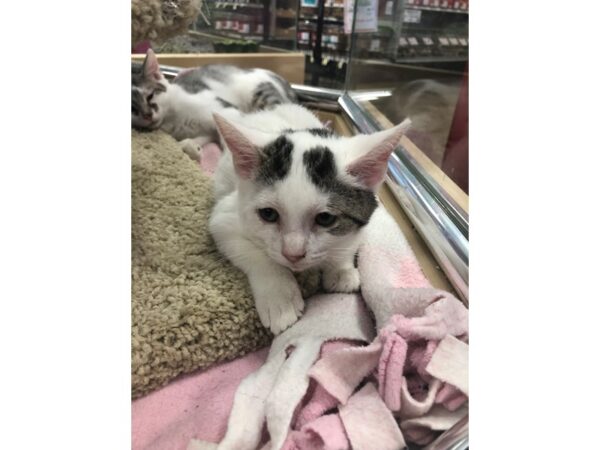 Domestic Short Hair CAT Male white with black spots 2229 Petland Norwin, PA