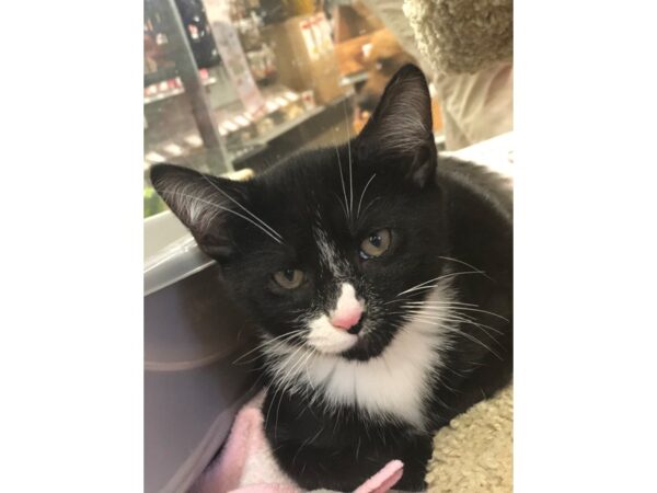 Domestic Short Hair CAT Male black and white 2228 Petland Norwin, PA