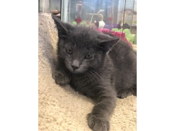 Domestic Short Hair CAT Male gray 2227 Petland Norwin, PA