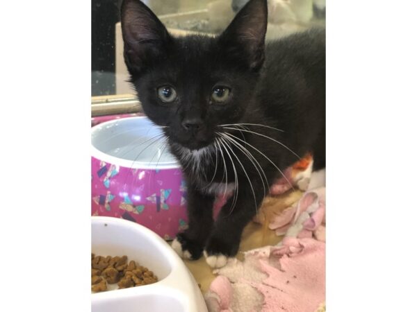 Domestic Short Hair CAT Male black and white 2226 Petland Norwin, PA