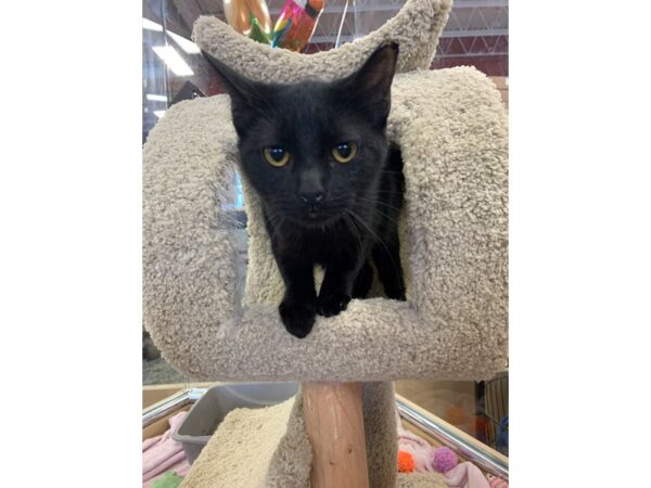 Domestic Short Hair CAT Female 2230 Petland Norwin, PA