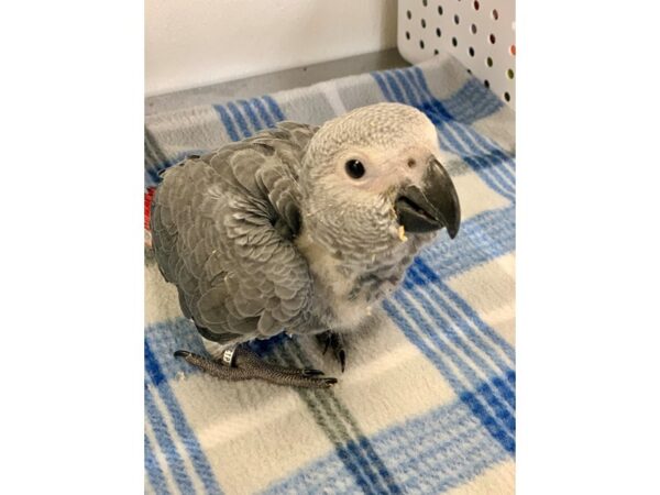 African Grey-BIRD-Male--2246-Petland Norwin, PA