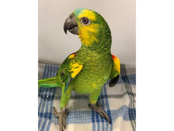 Blue Fronted Amazon-BIRD-Male--2233-Petland Norwin, PA